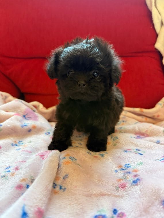 Shihpoo_MAlva_A