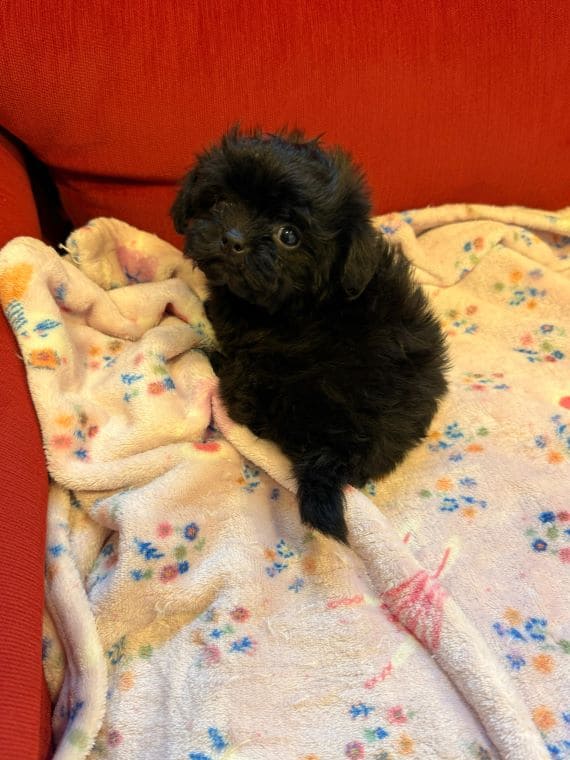 Shihpoo_Malva_C