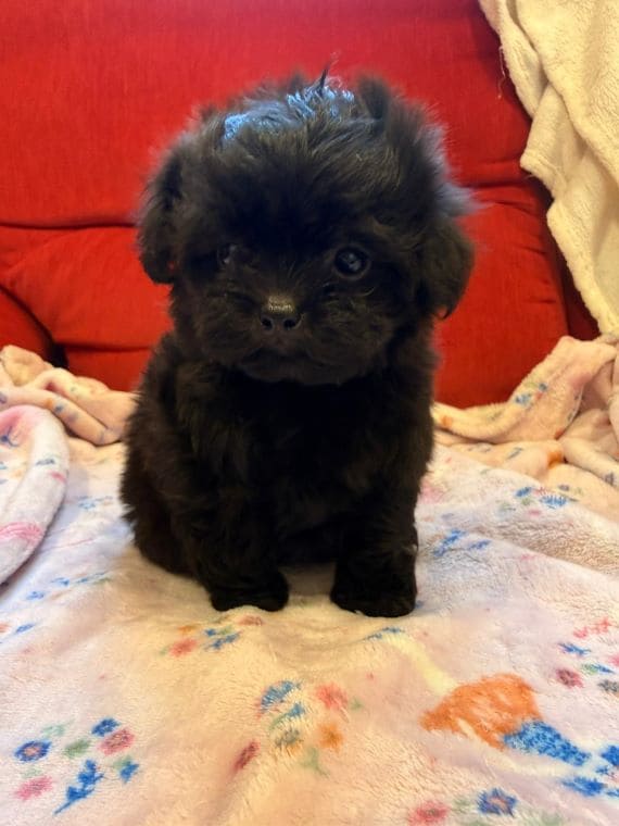 Shihpoo_Malva_G