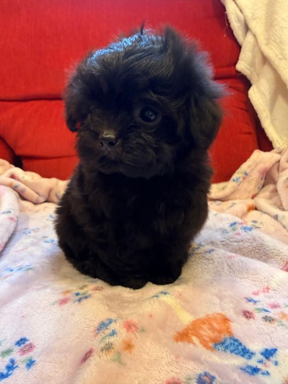 Shihpoo_Malva_H