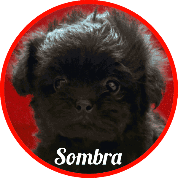 shihpoo Sombra
