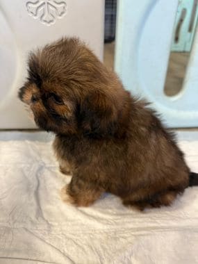 Shihtzu_B