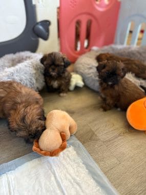 Shihtzu_D