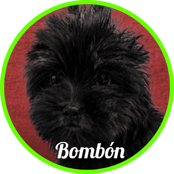 Yorkshire Bombon
