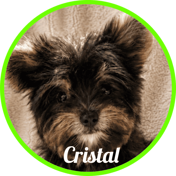 Yorkshire Cristal