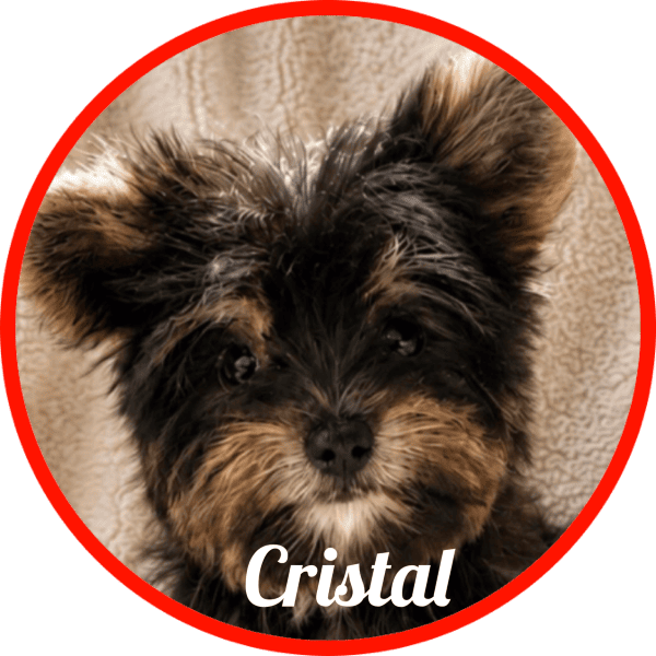 yorkshire Cristal