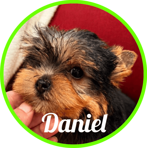Yorkshire Daniel