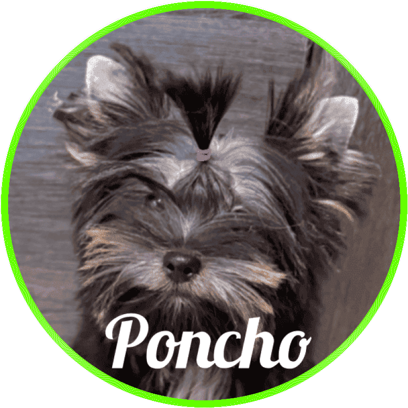 yorkshire Poncho