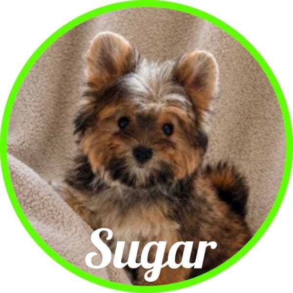 Yorkshire Sugar